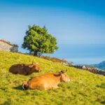 El mercado lácteo europeo inicia 2026 en fase de ajuste y corrección