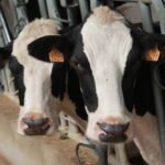 Exigen precios justos para la leche en Galicia