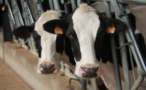 Exigen precios justos para la leche en Galicia