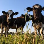 Fedeleche presenta 5 urgencias al nuevo Gobierno