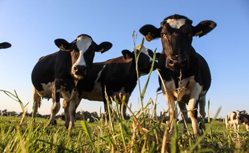 Fedeleche presenta 5 urgencias al nuevo Gobierno