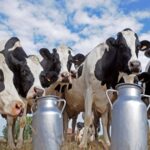 Fonterra cinco subas consecutivas devuelven la esperanza al productor