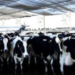 Habilitación de tambos que proveen leche a plantas que exportan a la UE y Reino Unido