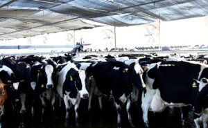 Habilitación de tambos que proveen leche a plantas que exportan a la UE y Reino Unido