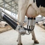 Arenaza: El nuevo hub de lechería robótica en Argentina 2 LA ARENAZA HUB LECHERIA ROBOTICA