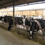 Leche en crisis la industria presiona precios y los ganaderos al límite