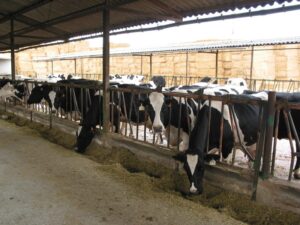 Leche en crisis la industria presiona precios y los ganaderos al límite