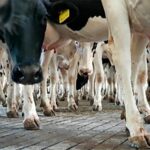 Lechería Argentina Exportaciones caen 23% en el inicio de 2026