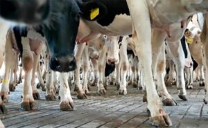 Lechería Argentina Exportaciones caen 23% en el inicio de 2026