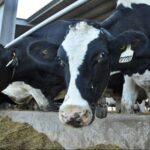 Lechería argentina entre clima, costos y guerra, aguanta el rebote