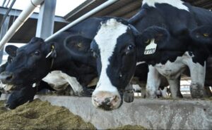Lechería argentina entre clima, costos y guerra, aguanta el rebote
