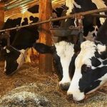 Los ganaderos denuncian que la industria rebaja la leche 6 céntimos