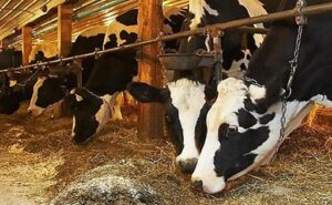 Los ganaderos denuncian que la industria rebaja la leche 6 céntimos