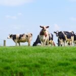 Mercado lácteo global balance 2026