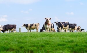 Mercado lácteo global balance 2026