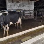 Ñuble Producción de leche cayó 16,2% en 2025