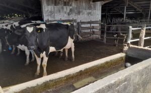 Ñuble Producción de leche cayó 16,2% en 2025