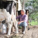 Ofensiva en Colombia subastas respaldarán a 321.000 familias lecheras