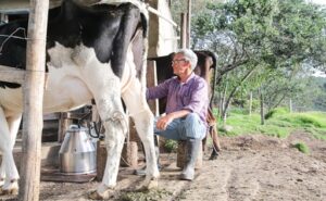 Ofensiva en Colombia subastas respaldarán a 321.000 familias lecheras