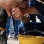 Proyecto lácteo en Nariño busca romper el ciclo de pobreza