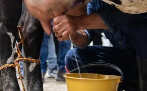 Proyecto lácteo en Nariño busca romper el ciclo de pobreza