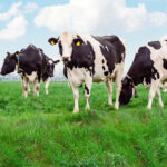 Recepción de leche crece 3,3% en enero 2026