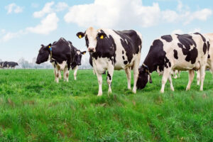 Recepción de leche crece 3,3% en enero 2026