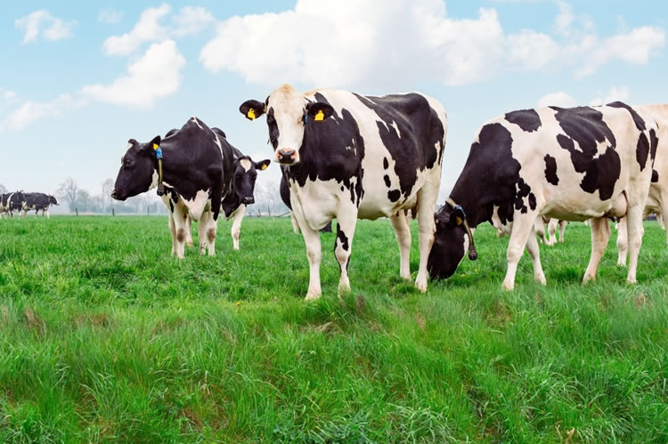 Recepción de leche crece 3,3% en enero 2026