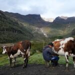 Subastas de leche 2026 bolsa millonaria para frenar impacto de importaciones