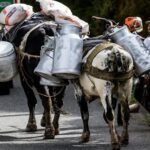 9.000 litros de leche en riesgo diario por bloqueos viales 1 9.000 litros de leche en riesgo diario por bloqueos viales