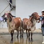 Agropecruz 2026 corona a las campeonas de la leche