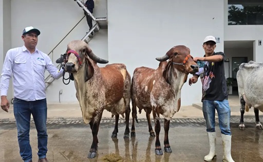 Agropecruz 2026 corona a las campeonas de la leche