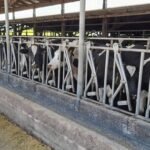 Chile crece en producción, pero con señales desiguales por región