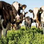 Concentración y crisis en la lechería 1 Concentración y crisis en la lechería