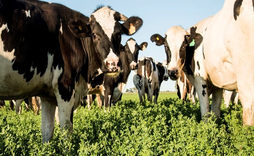 Concentración y crisis en la lechería