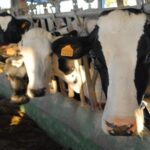 Crisis en España: Piden disolver la Interprofesional Láctea 1 Crisis en España Piden disolver la Interprofesional Láctea