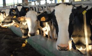 Crisis en España Piden disolver la Interprofesional Láctea