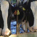 Crisis en contratos lacteos golpea a Galicia