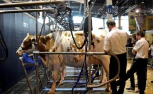 Crisis láctea en Castilla y León