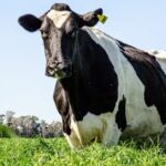 Del Pasado Familiar a la Eficiencia Profesional El Caso de La Teresa