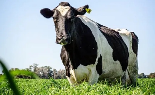 Del Pasado Familiar a la Eficiencia Profesional El Caso de La Teresa