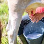 Ecuador la lechería supera los USD 1.900 millones y proyecta crecimiento