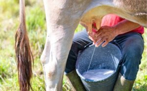 Ecuador la lechería supera los USD 1.900 millones y proyecta crecimiento