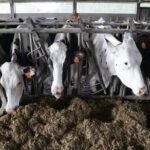 El origen de la leche Clave para la industria y el consumidor