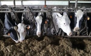 El origen de la leche Clave para la industria y el consumidor