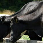 Fedeleche analiza la producción láctea nacional