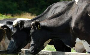 Fedeleche analiza la producción láctea nacional