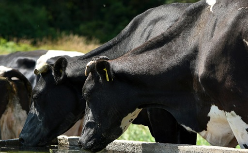 Fedeleche analiza la producción láctea nacional