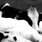 Galicia la lechería entra en zona crítica por precios, costos e industria