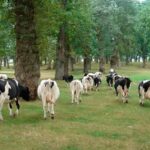 Ganaderos firman contratos con rebajas de hasta 9 céntimos